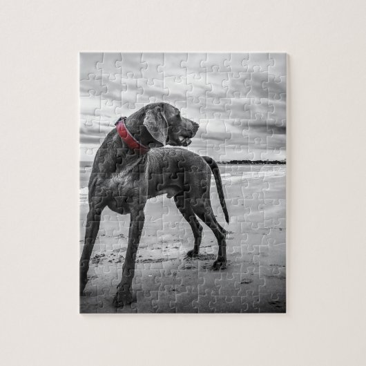 Weimaraner Hund Puzzle (Vertikal)
