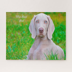 Weimaraner Hund Puzzles. Puzzle