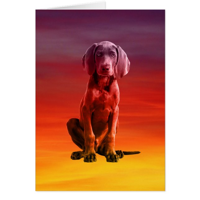 Weimaraner Hund sitzt am Strand (Vorne)