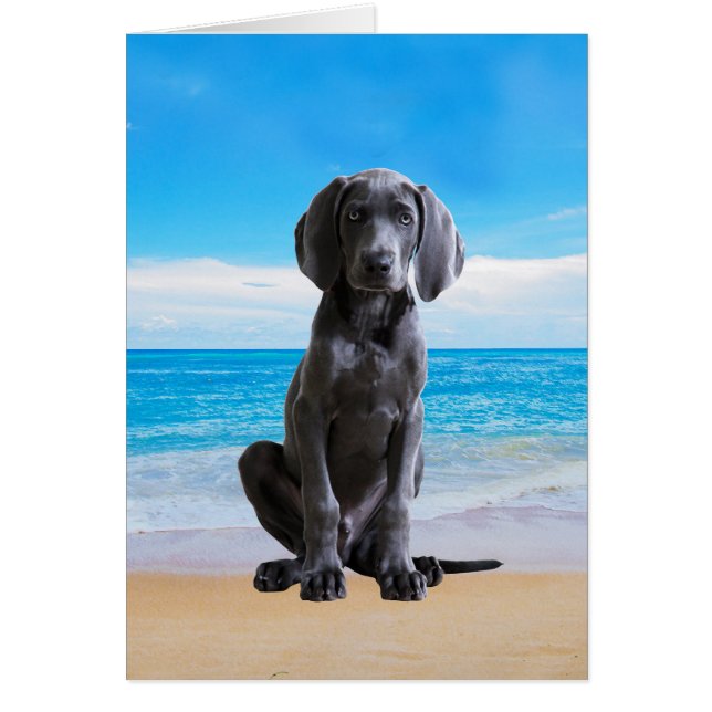 Weimaraner Hund sitzt am Strand (Vorne)