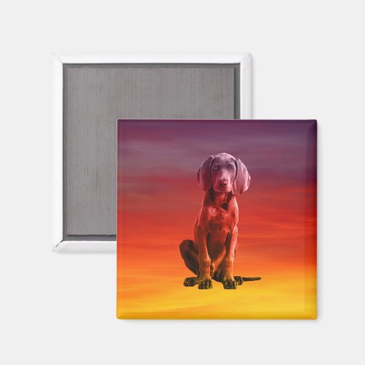 Weimaraner Hund sitzt am Strand Magnet (Vorderseite/Rückseite)