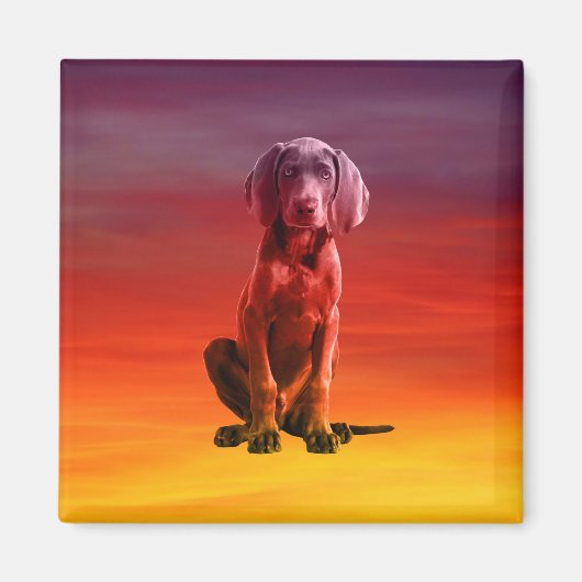 Weimaraner Hund sitzt am Strand Magnet (Vorne)