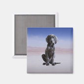 Weimaraner Hund sitzt am Strand Magnet (Vorderseite/Rückseite)