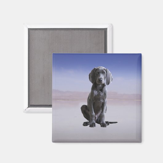 Weimaraner Hund sitzt am Strand Magnet (Vorderseite/Rückseite)