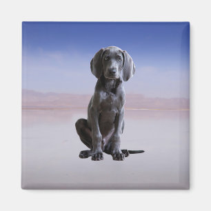 Weimaraner Hund sitzt am Strand Magnet