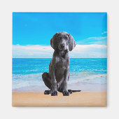 Weimaraner Hund sitzt am Strand Magnet (Vorne)