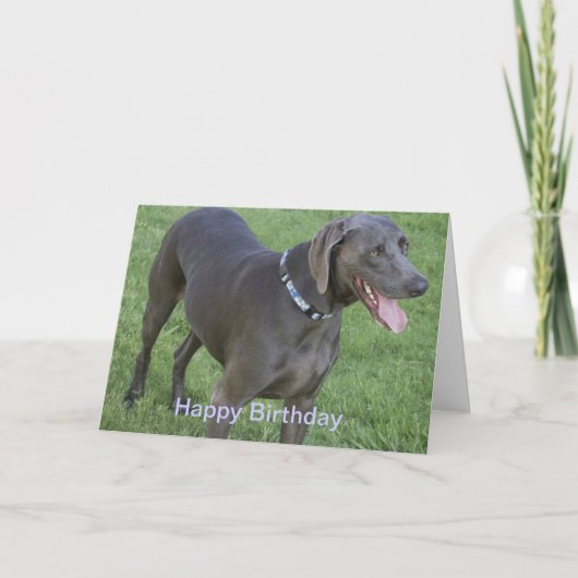 Weimaraner Hundegeburtstags-Karte Karte (Vorderseite)