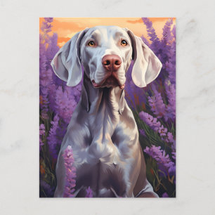 Weimaraner im Lavenderfeld Postkarte