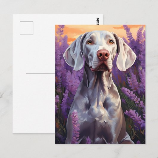 Weimaraner im Lavenderfeld Postkarte (Vorne/Hinten)