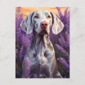 Weimaraner im Lavenderfeld Postkarte (Vorderseite)