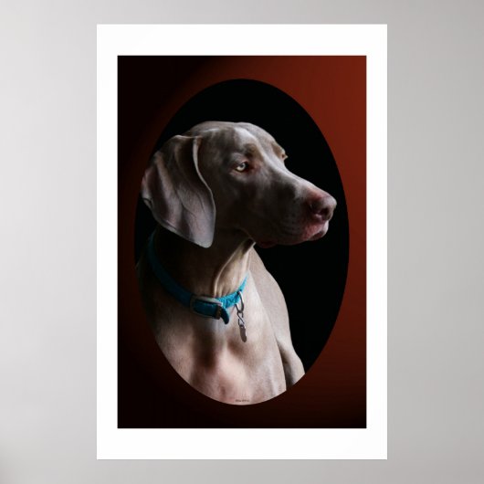 Weimaraner im Morgenlicht Poster (Vorne)