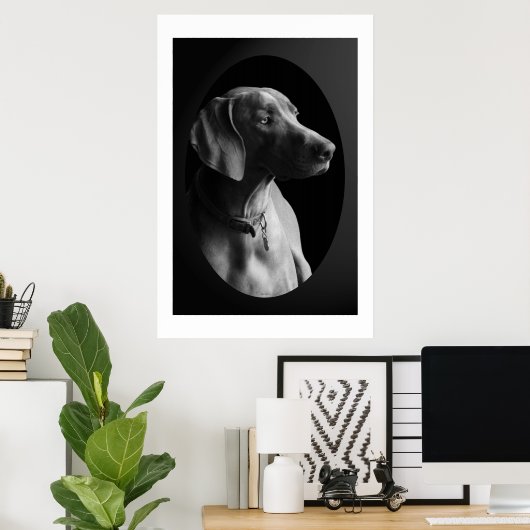 Weimaraner im Morgenlicht (schwarz & weiß) Poster (Heimbüro)