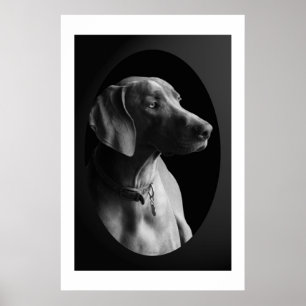 Weimaraner im Morgenlicht (schwarz & weiß) Poster