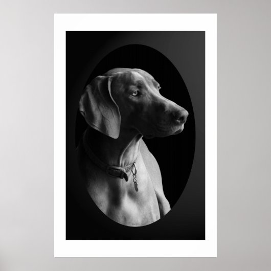 Weimaraner im Morgenlicht (schwarz & weiß) Poster (Vorne)