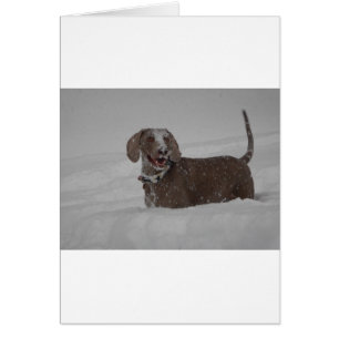 Weimaraner im tiefen Schnee