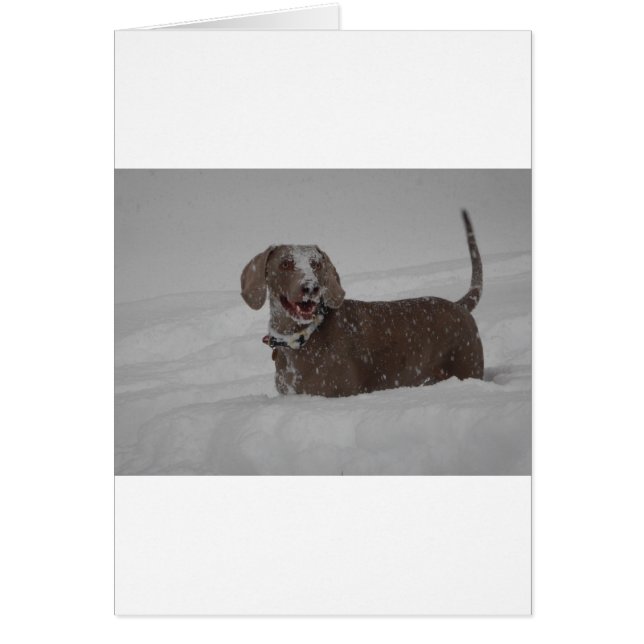 Weimaraner im Tiefschnee (Vorne)