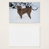 Weimaraner im Winter (Vorne & Hinten)