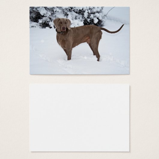 Weimaraner im Winter (Vorne & Hinten)