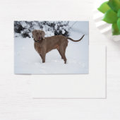 Weimaraner im Winter (Schreibtisch)