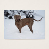 Weimaraner im Winter (Vorderseite)