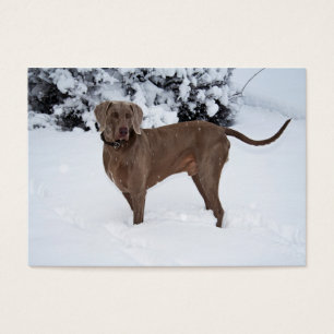 Weimaraner im Winter
