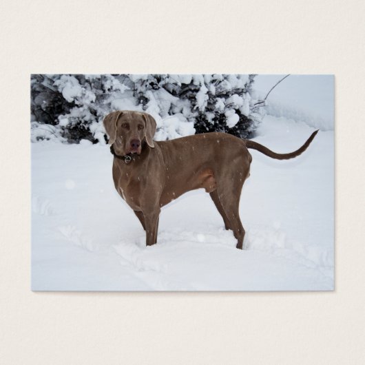 Weimaraner im Winter (Vorderseite)