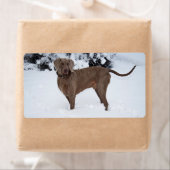 Weimaraner im Winter (Insitu)