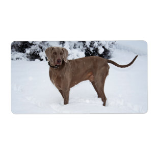 Weimaraner im Winter