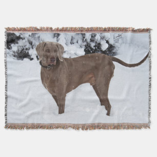 Weimaraner im Winter Decke