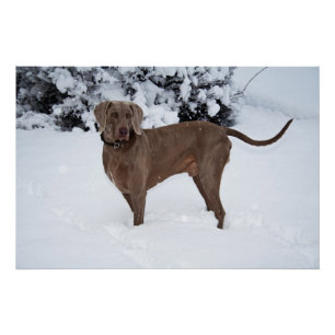 Weimaraner im Winter Poster