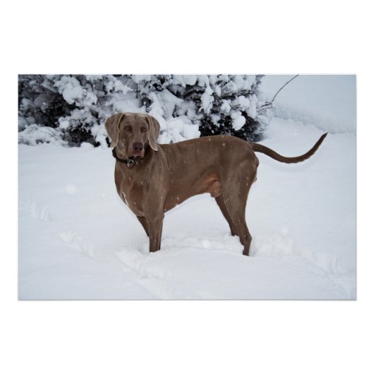 Weimaraner im Winter Poster (Vorderseite)