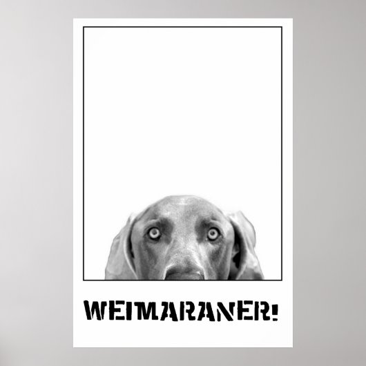 Weimaraner in einem Kistenposter Poster (Vorne)