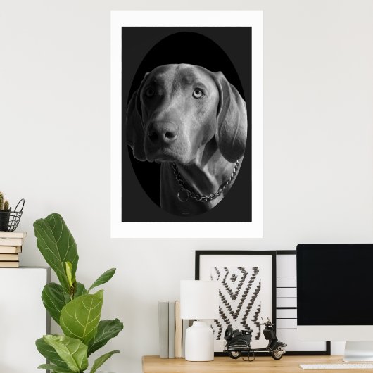 Weimaraner - intensiv (schwarz und weiß) poster (Heimbüro)