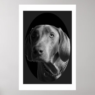 Weimaraner - intensiv (schwarz und weiß) poster