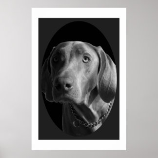 Weimaraner - intensiv (schwarz und weiß) poster