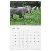 Weimaraner Kalender (Mär 2026)