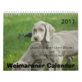 Weimaraner Kalender (Titelbild)
