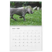 Weimaraner Kalender (Mär 2027)