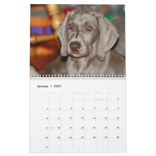 Weimaraner Kalender (Jan 2027)