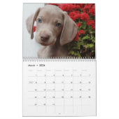Weimaraner Kalender (Mär 2026)