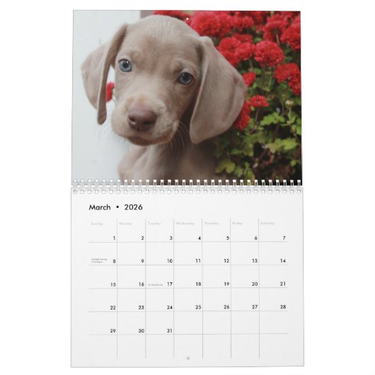 Weimaraner Kalender (Mär 2026)