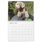 Weimaraner Kalender (Feb 2026)