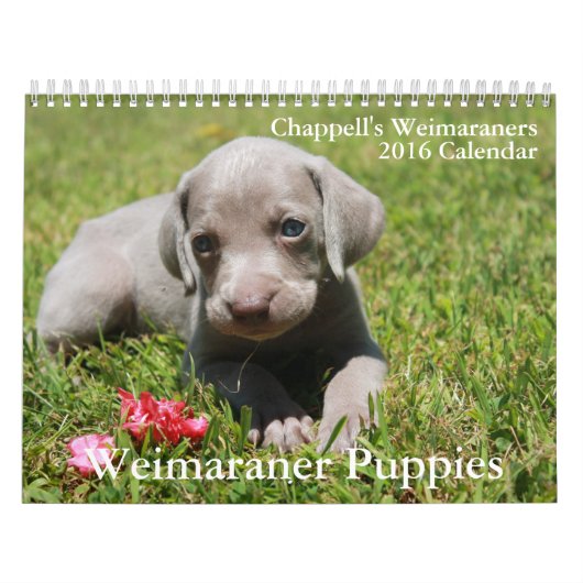 Weimaraner Kalender (Titelbild)