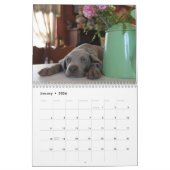 Weimaraner Kalender (Jan 2026)