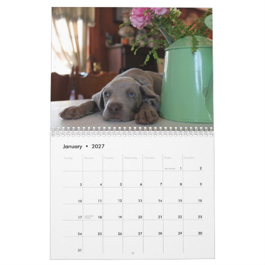 Weimaraner Kalender (Jan 2027)