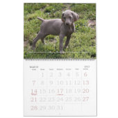 Weimaraner Kalender 1 (Mär 2027)
