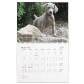 Weimaraner Kalender 1 (Feb 2027)