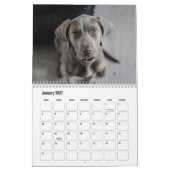 Weimaraner-Kalender Kalender (Jan 2027)