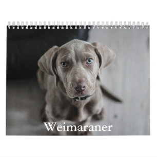 Weimaraner-Kalender Kalender