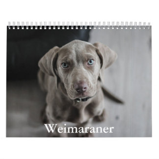 Weimaraner-Kalender Kalender